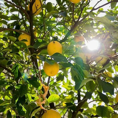 La Limonaia