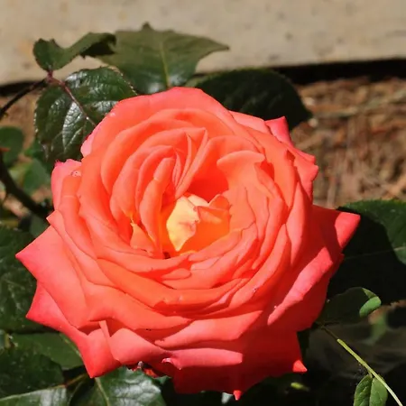 בית חווה La Limonaia *